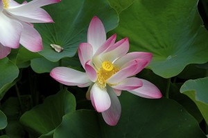 Symbolisme de la fleur de lotus