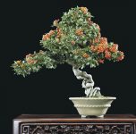 Le bonsaï et l'esprit du zen